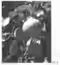 Fig. 03 - Sport Limb Asian Pear Tree