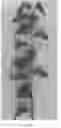 Fig. 04 - Sport Limb Asian Pear Tree