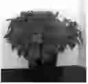 Fig. 01 - Monarda Plant Named 'Balbalmac'