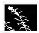 Fig. 15 - Plant cultivation method