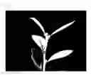 Fig. 17 - Plant cultivation method