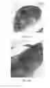 Fig. 03 - Transgenic Animals With Customizable Traits