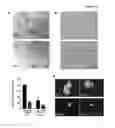Fig. 10 - Use of sedoheptulose as a nutritional supplement