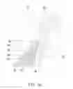 Fig. 07 - Method and device for coating or mixing granular products, more in particular peanuts, with a substance
