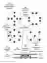 Fig. 03 - Wearable wireless patches containing electrode pair arrays for gastrointestinal electrodiagnostics