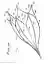 Fig. 10 - Vein filter