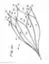 Fig. 12 - Vein filter