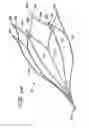 Fig. 13 - Vein filter