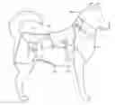 Fig. 01 - Medical Compression Device for Animals