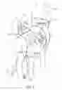 Fig. 05 - Medical Compression Device for Animals