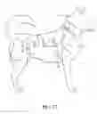 Fig. 13 - Medical Compression Device for Animals