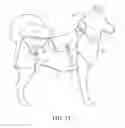 Fig. 15 - Medical Compression Device for Animals