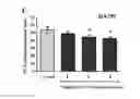 Fig. 05 - Anti-aging dietary composition containing polysaccharides derived from ginseng and tuber fleeceflower root