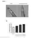 Fig. 07 - Anti-aging dietary composition containing polysaccharides derived from ginseng and tuber fleeceflower root