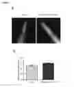 Fig. 09 - Anti-aging dietary composition containing polysaccharides derived from ginseng and tuber fleeceflower root