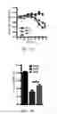 Fig. 07 - Edible plant-derived microvesicle compositions including conjugated therapeutic agents and methods for using the same