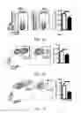 Fig. 11 - Edible plant-derived microvesicle compositions including conjugated therapeutic agents and methods for using the same