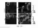Fig. 13 - Edible plant-derived microvesicle compositions including conjugated therapeutic agents and methods for using the same