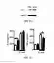 Fig. 17 - Edible plant-derived microvesicle compositions including conjugated therapeutic agents and methods for using the same
