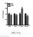 Fig. 34 - Edible plant-derived microvesicle compositions including conjugated therapeutic agents and methods for using the same