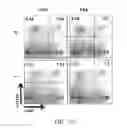 Fig. 36 - Edible plant-derived microvesicle compositions including conjugated therapeutic agents and methods for using the same