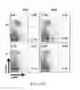 Fig. 37 - Edible plant-derived microvesicle compositions including conjugated therapeutic agents and methods for using the same