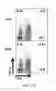 Fig. 39 - Edible plant-derived microvesicle compositions including conjugated therapeutic agents and methods for using the same