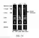 Fig. 41 - Edible plant-derived microvesicle compositions including conjugated therapeutic agents and methods for using the same