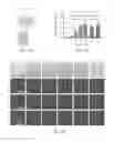 Fig. 03 - Compositions and methods for inhibiting intimal hyperplasia
