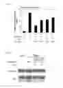 Fig. 03 - Minoxidil for suppressing androgen receptor function