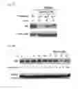 Fig. 07 - Minoxidil for suppressing androgen receptor function