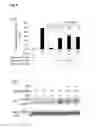 Fig. 09 - Minoxidil for suppressing androgen receptor function