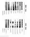 Fig. 34 - MUTANT SELECTIVITY AND COMBINATIONS OF A PHOSPHOINOSITIDE 3-KINASE INHIBITOR COMPOUND AND CHEMOTHERAPEUTIC AGENTS FOR THE TREATMENT OF CANCER