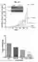 Fig. 02 - Methods for modulating chemotherapeutic cytotoxicity