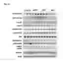 Fig. 10 - Compositions of selenoorganic compounds and methods of use thereof