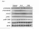 Fig. 13 - Compositions of selenoorganic compounds and methods of use thereof