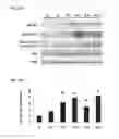 Fig. 23 - Compositions of selenoorganic compounds and methods of use thereof