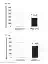 Fig. 25 - Compositions of selenoorganic compounds and methods of use thereof