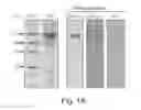 Fig. 02 - Stable amorphous calcium carbonate comprising synthetic phosphorylated peptides