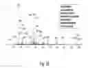 Fig. 03 - Stable amorphous calcium carbonate comprising synthetic phosphorylated peptides