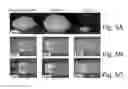 Fig. 08 - Stable amorphous calcium carbonate comprising synthetic phosphorylated peptides