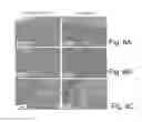 Fig. 09 - Stable amorphous calcium carbonate comprising synthetic phosphorylated peptides