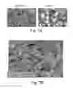Fig. 10 - Stable amorphous calcium carbonate comprising synthetic phosphorylated peptides