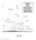 Fig. 13 - Stable amorphous calcium carbonate comprising synthetic phosphorylated peptides