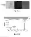 Fig. 30 - Stable amorphous calcium carbonate comprising synthetic phosphorylated peptides