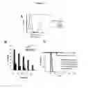 Fig. 02 - Method of expanding double negative T cells