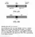 Fig. 03 - Compositions and methods for immunotherapy