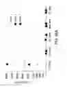 Fig. 37 - Compositions and methods for immunotherapy
