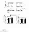 Fig. 04 - Compositions and Methods for Improving the Functional Efficacy of Stem Cell-Derived Cardiomyocytes