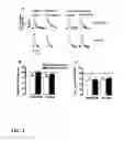 Fig. 05 - Compositions and Methods for Improving the Functional Efficacy of Stem Cell-Derived Cardiomyocytes